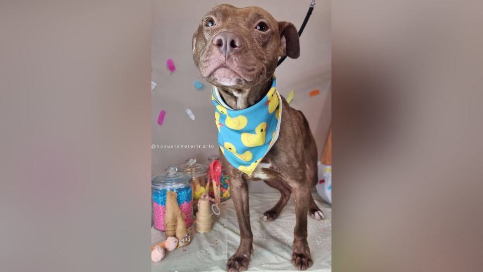 Canelo, perrito pitbull rescatado.