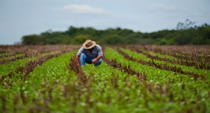 Ante cierre de Financiera Rural, campo buscará apoyo del Estado