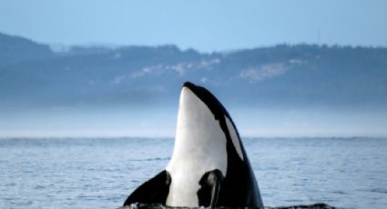 Gladis, la orca que hunde barcos por posible venganza contra cazadores