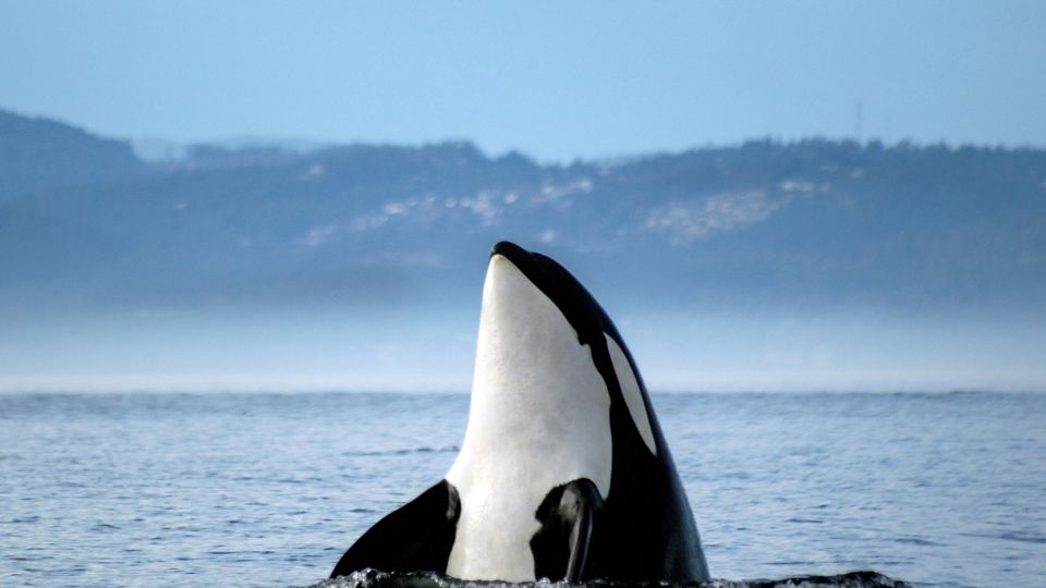 Orca llamada White Gladis causa terror en Gibraltar