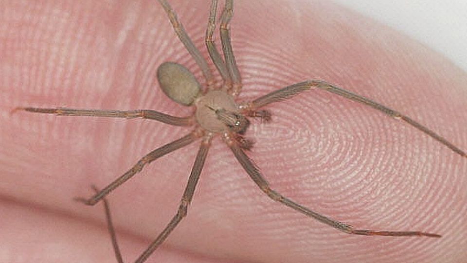 Araña violinista, especie venenosa
