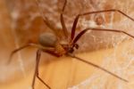 En esta temporada de calor, ¿Cómo reconocer una araña violinista?