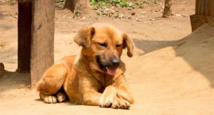 ¿Cómo tratar un golpe de calor en mascotas?