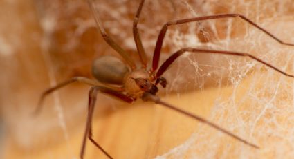 En esta temporada de calor, ¿Cómo reconocer una araña violinista?