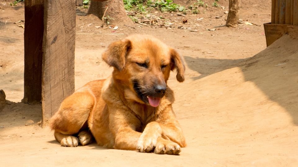 Perrito bajo el sol