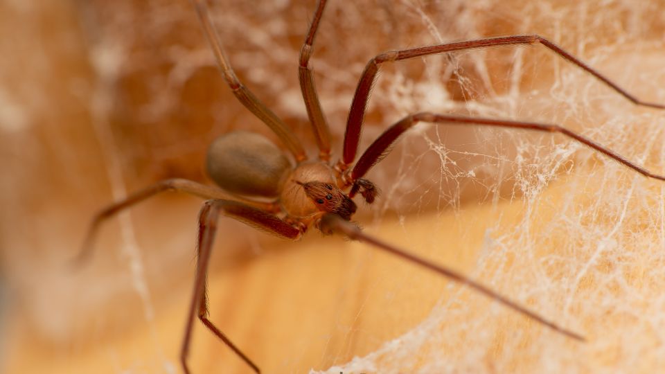 Araña violinista.