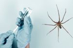 Antídoto contra el veneno de la araña violinista: Precio y dónde conseguirlo