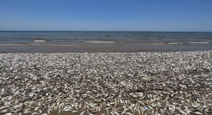 Aparecen miles de peces muertos en una playa de Texas