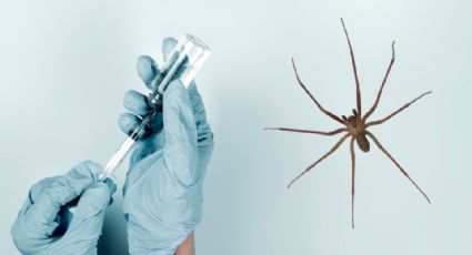 Antídoto contra el veneno de la araña violinista: Precio y dónde conseguirlo