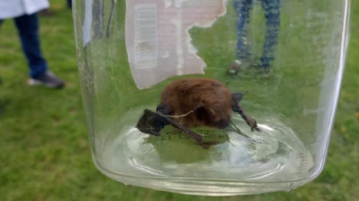 Hombre se contagia de rabia por mordedura de murciélago