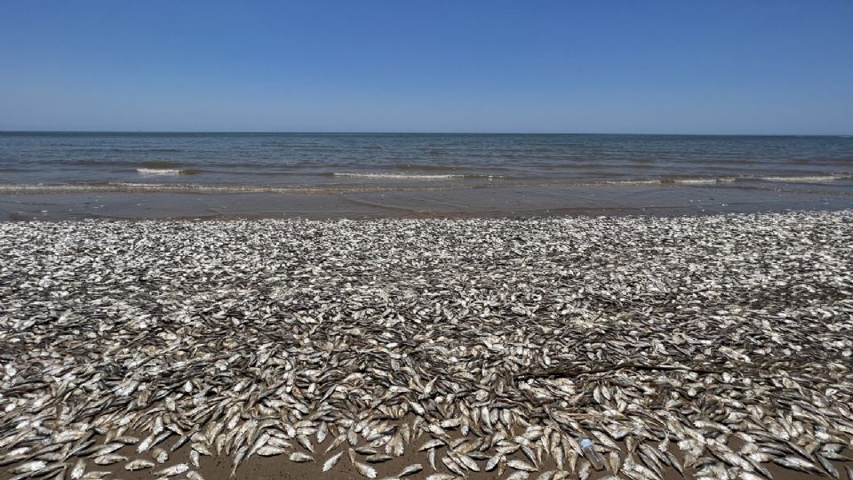 Miles de peces muertos fueron encontrados en una playa de Texas