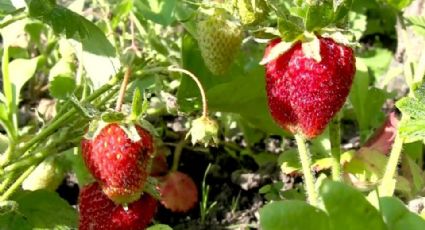 EU investiga posible contaminación de hepatitis 'A' en fresas mexicanas