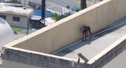 En medio de calor, dejan a perro en azotea de casa en Guadalupe