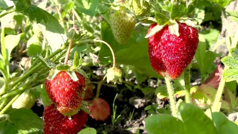 EU investiga brote de hepatitis A por fresas cultivadas en México