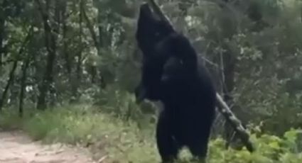 Captan oso rompiendo un árbol en el Cerro de Chipinque