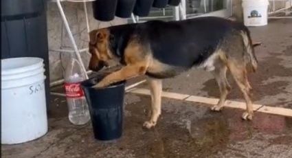 Perrito de la calle tira el agua de florería para refrescarse en el piso