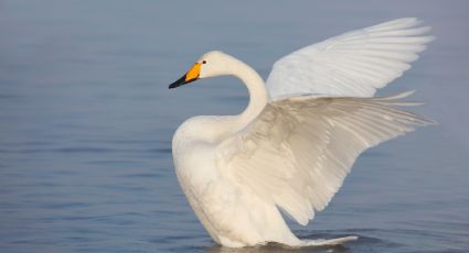 ¿Cisnes drogados? Esto sucedió en Eslovaquia