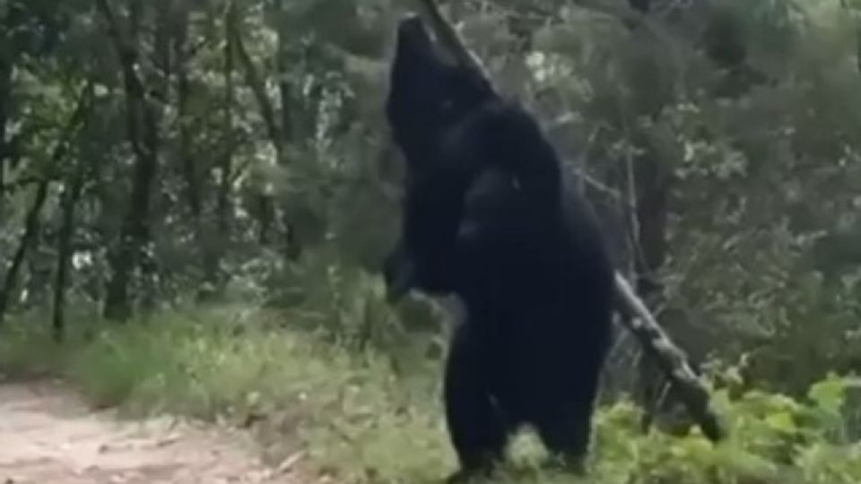 Oso tratando de derribar el árbol.