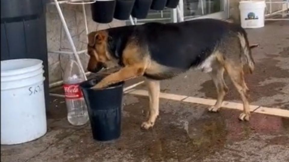 Perrito trata de derribar la cubeta con agua.