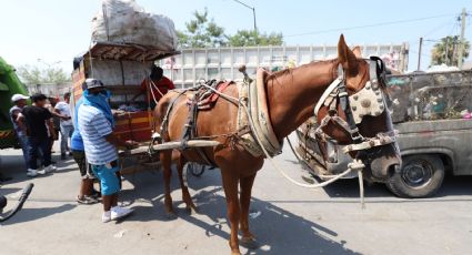 Carretoneros bloquearon Ruíz Cortines por suspensión de planta de basura