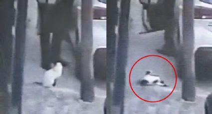 Hombre mata de un balazo a un gato en Edomex