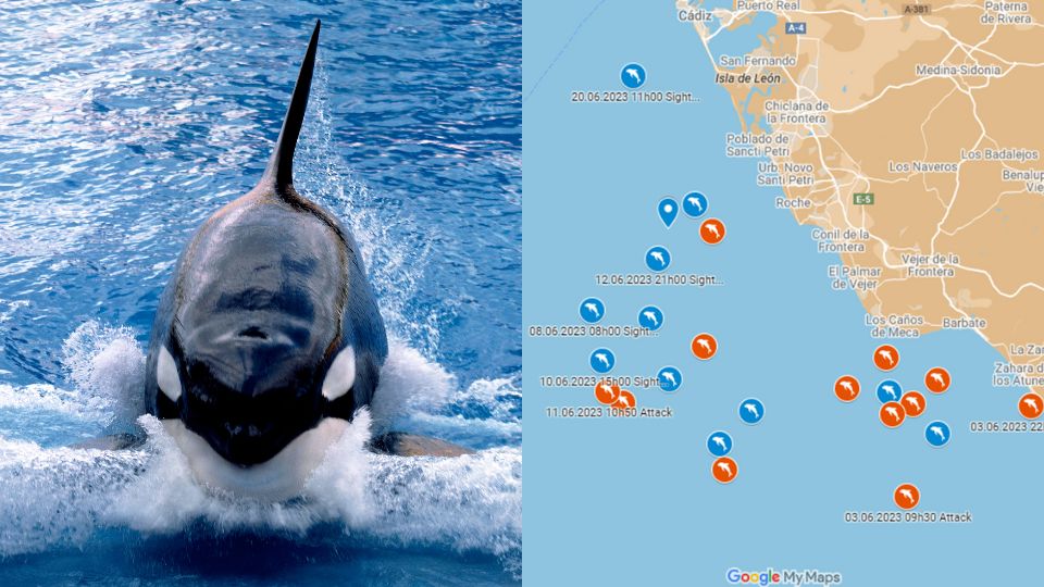 Orcas atacan embarcaciones en aguas europeas