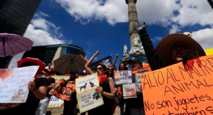 Miles marchan en CDMX para exigir un alto a la violencia contra los animales