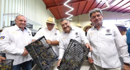 UANL iniciará elaboración de su propio vino en Linares