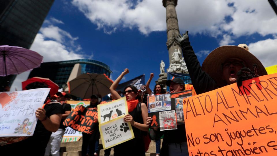 Manifestantes exigen un alto al maltrato animal.