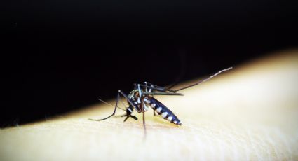 Emiten alerta por 5 casos de transmisión local de malaria en EU