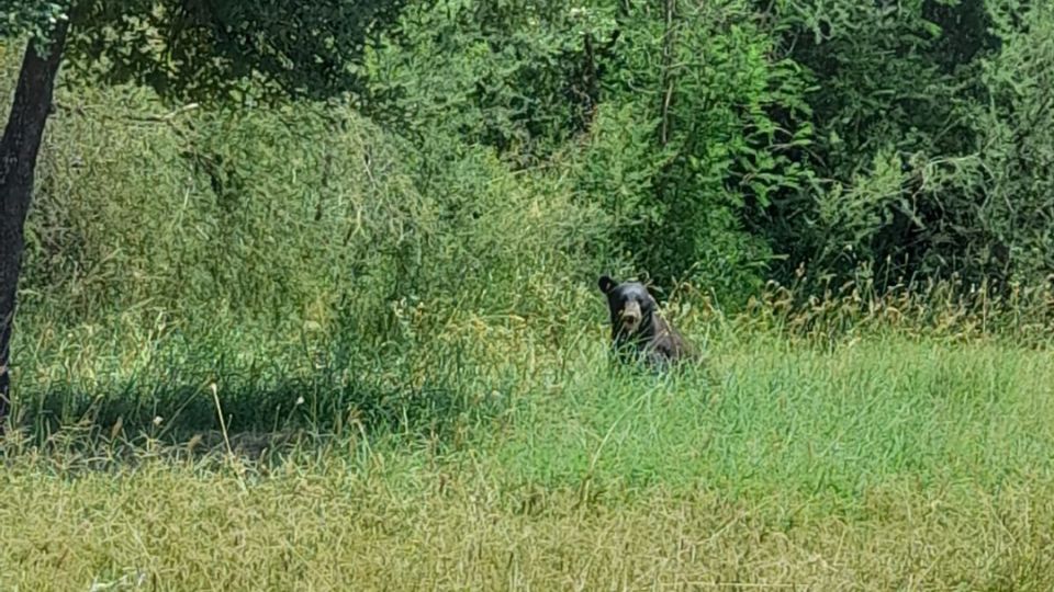 Oso en colonia Alberos, en Cadereyta