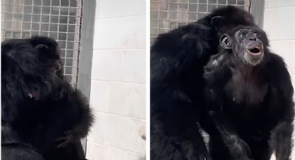 VIDEO: Chimpancé ve el cielo por primera vez y su reacción enternece en redes