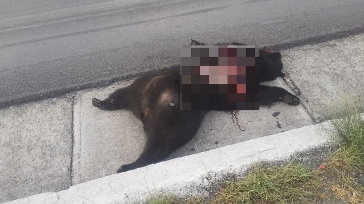 Muere oso atropellado en la carretera Saltillo- Zacatecas