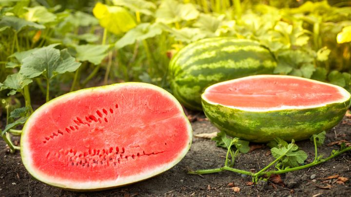 Agricultor regala 100 mil kilos de sandía; ninguna empresa se las compró