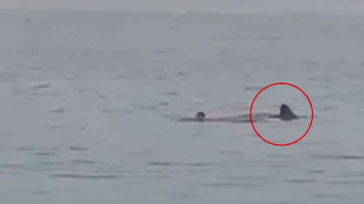 Muere hombre tras ser comido por un tiburón tigre en el Mar Rojo