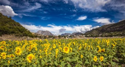 Este verano Laguna de Sánchez se pinta de amarillo con los sembradíos de girasoles