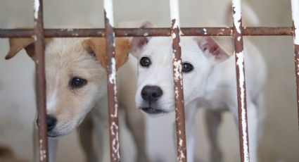 Estado prohíbe adopción y comercialización de animales de compañía menores de 4 meses