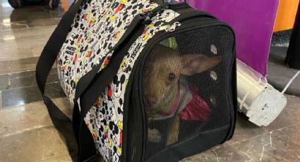 Buscan a dueño de perrito dejado en el aeropuerto de Monterrey