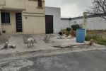 Vecinos se alarman ante la presencia de jauría de perros al poniente de Monterrey