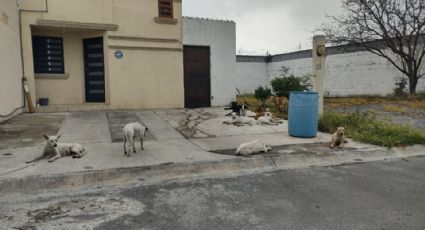 Vecinos se alarman ante la presencia de jauría de perros al poniente de Monterrey