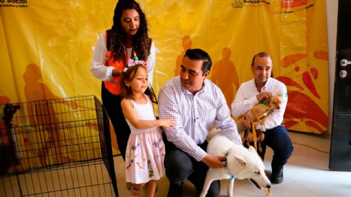 Brindan cerca de 4 mil servicios en perros y gatos de Santa Catarina