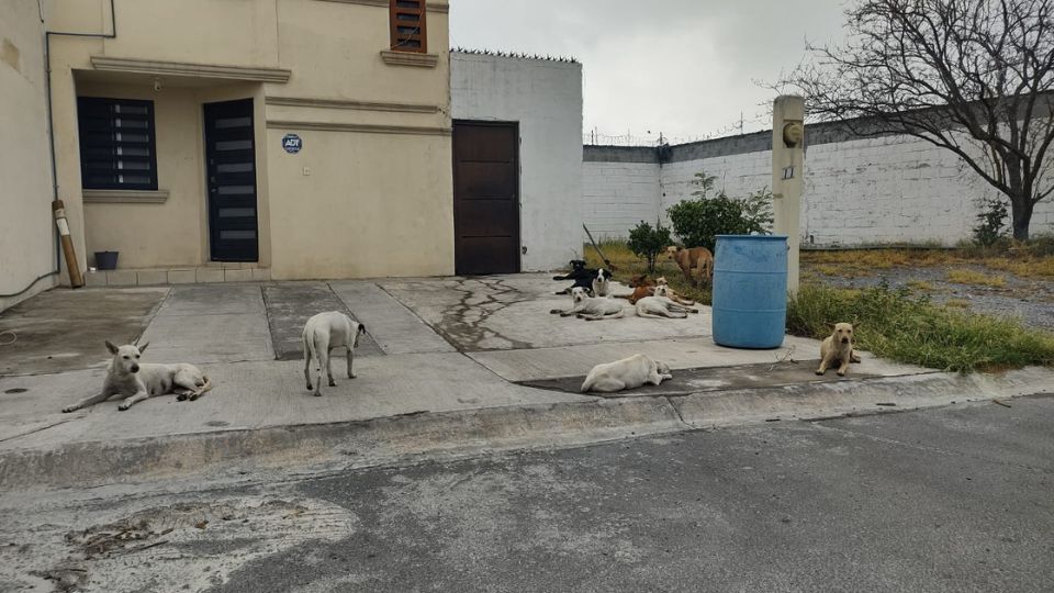 Jauría de perros en las colonias Lomas de Cumbre y Cumbre Alta en Monterrey.