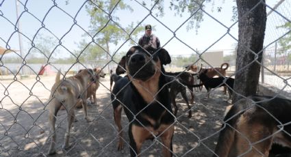 Continúa maltrato animal en NL pese a ser considerado delito