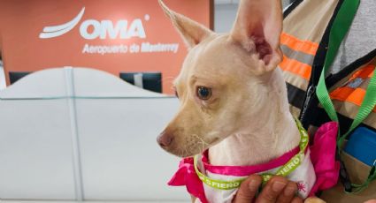 Localizan a dueño de perrito que fue abandonado en aeropuerto de Monterrey