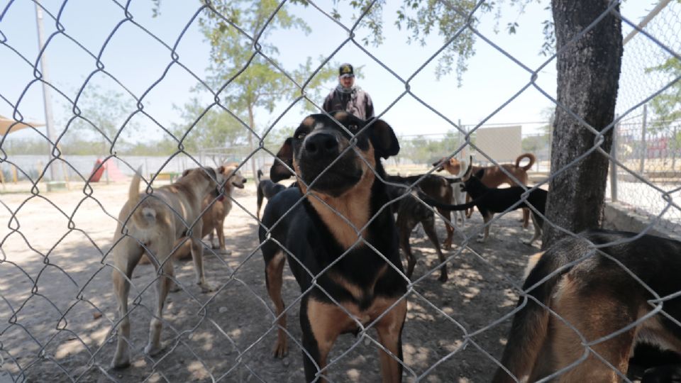 Nuevo León, a dos años de haber tipificado como delito el maltrato animal