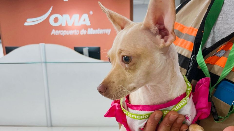 Perro abandonado en Aeropuerto de Monterrey