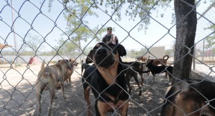 Albergues de perros en Nuevo León se encuentran saturados