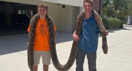 Capturan en Florida a pitón birmana de casi seis metros de largo