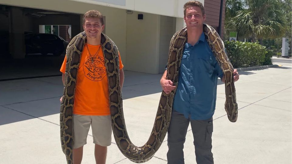 Jóvenes capturan gran pitón birmana en Florida | Facebook / Chrissy Kruppenbach