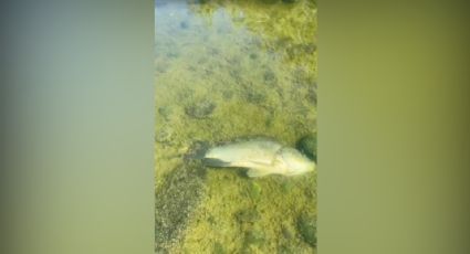 'Peces muertos entre aguas casi negras': alcalde denuncia contaminación en río Pesquería